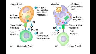 T Cell Activation  T helper amp Cytotoxic T Cell Activation best explanation [upl. by Hearsh]