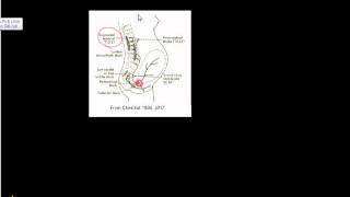 Labor Physiology and Analgesia [upl. by Nnylylloh]