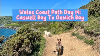 Wales Coast Path Day 14 Caswell Bay to Oxwich Bay [upl. by Hewitt]