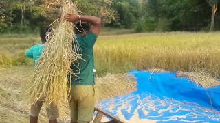 Rice farming 2 [upl. by Lempres629]