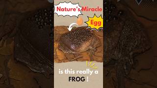 The Toad That BURSTS Out Its Back Surinam Toad Explained [upl. by Ecirtnahs]