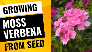 Growing Moss Verbena from Seed Made Easy [upl. by Jessey]