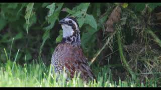 Northern bobwhite  Colinus virginianus calling [upl. by Jepum737]