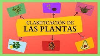 CLASIFICACIÓN de las Plantas ANGIOSPERMAS y GIMNOSPERMAS [upl. by Roxana]