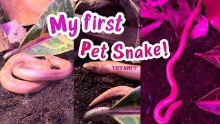 SAVING AN ABANDONED SNAKE  PET SMART TRIP [upl. by Nirtak]