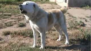 Turkmen Alabai guarding TEST 24  Central Asian Shepherd Dog  Aldo [upl. by Atnoid]