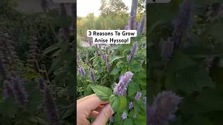 3 Reasons To Grow Anise Hyssop gardening herbs [upl. by Chader]