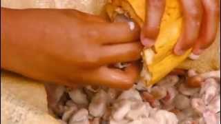 How its Made Cocoa Beans [upl. by Ime]