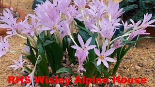 RHS Wisley Alpine House [upl. by Deutsch]