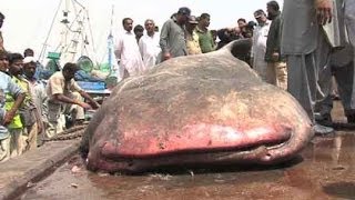 Dunya NewsKarachi fishermen catch 3500 KG 18feet shark [upl. by Bor]