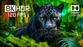 Best of Dolby Vision for 2024  8K HDR Video ULTRA HD 120FPS [upl. by Neelyaj635]