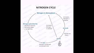 nitrogen cycle  what is nitrogen cycle  class 8  Padhaicom shorts YouTubeshorts [upl. by Gotcher]