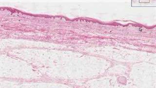 Shotgun Histology Introduction [upl. by Landau668]