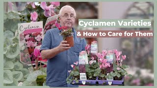 Cyclamen Varieties amp How to Properly Care for Them  The Greenery Garden amp Home [upl. by Ynaffat867]