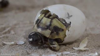 Schlüpfen Griechischer Landschildkröten  Greek tortoise hatching [upl. by Notac]