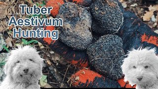 Truffle Tuber Aestivum Hunting with Lagotto Romagnolo dogs  trufflehunting trüfmantarı tuber [upl. by Sisely285]