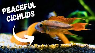 TOP 5 Peaceful Cichlids For Your Aquarium [upl. by Waly]