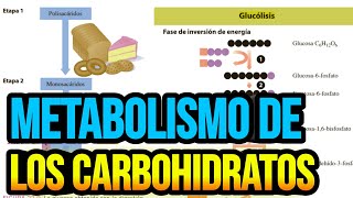 Metabolismo de los carbohidratos [upl. by Tanah]