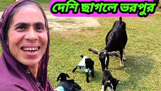 অরিজিনাল দেশি ছাগলে ভরপুর।।অল্প পুঁজিতে দেশি ব্ল্যাক বেঙ্গল ছাগল পালন সবচেয়ে লাভজনক।।goatfarming [upl. by Azile]