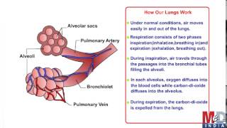 How Do Lungs Function [upl. by Yroc]