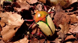 Eudicella euthalia hereroensis  Rosenkäfer  Flower Beetle [upl. by Lekzehcey]