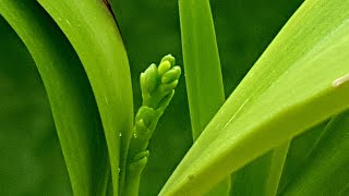 几棵章鱼兰近况 Encyclia radiata，Prosthechea cochleata ，Encyclia cordigera [upl. by Rramo832]