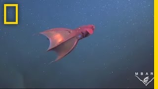 Vampire Squid Turns Itself quotInside Outquot  National Geographic [upl. by Shulem775]