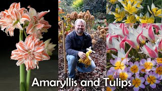 Amaryllis and Species Tulip Planting [upl. by Lucina]