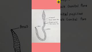 How to draw quotEarthwormquot diagram  Pheretima Posthuma  TheDrawingAcumen [upl. by Clere]