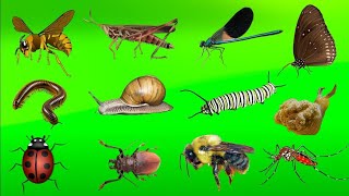 Name of Insects  Name of Insects with their Pictures [upl. by Marwin568]