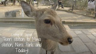 A Temple Hike  Tenri station to Miwa station Nara Park and Tōdaiji [upl. by Raclima]