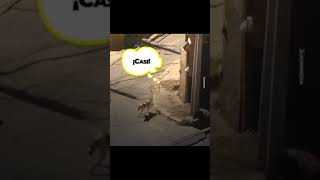 Mira lo que pasa si dejas a tu perro en la calle porhaynomas perros humor video viralvideo [upl. by Rew76]