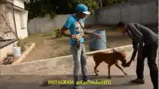 Vybz Kartel Mad Suss And Friends Playing With Addis Pitbull quotBoxaquot [upl. by Bail623]