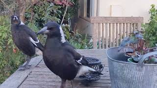 The Difference between a Magpie a Currawong a Crow and a Piwi  Black and White Birds of Australia [upl. by Konstantine]