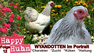 E12 Wyandotten HÃ¼hner im Rasseportrait  HAPPY HUHN  ZwergWyandotten  Zucht Geschichte Farben [upl. by Mikeb114]