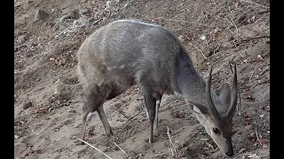 Bushbuck Grazing on the Banks Of Olifants [upl. by Acilejna300]