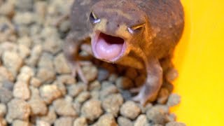 quotHealed in 1 minutequot A lot of Rain frog yawns [upl. by Yolanda726]