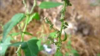 Triangle Orache Atriplex prostrata syn Atriplex hastata  20130820 [upl. by Retrop]