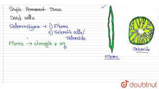 Which type of sclerenchyma cells are found in the fruit wall of nuts pulp of fruits like guaava [upl. by Cesaro]