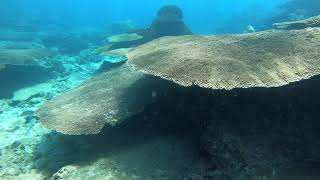 Coral Island Trincomalee Sri Lanka  Table Corals Freedive Apnoe Dive [upl. by Leventis]