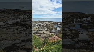 Berwick upon tweed cliff tops [upl. by Ensoll]