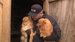 ASPCA and Kentucky Humane Society Rescue Puppy Mill Dogs in Nancy KY Jan 21 2014 [upl. by Belvia341]