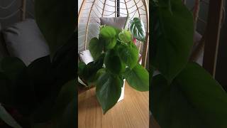 A lot of hearts 💚💚philodendron philodendronscandens plantcollection 💚planttherapy plantlove [upl. by Asserak]