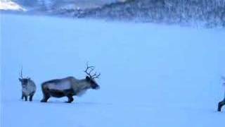 Reindeer in the wildlife  North Norway [upl. by Asilahs]