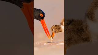 Oystercatchers  birds  animals  monkey video shorts youtubeshorts [upl. by Airdnaz]