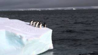 March of the Penguins 14 Movie CLIP  Protecting the Egg 2005 HD [upl. by Holden575]