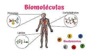 BIOMOLÉCULAS Carbohidratos lípidos proteínas y ácidos nucleicos [upl. by Tena]