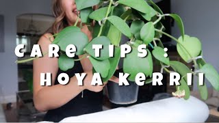 HOW TO CARE FOR HOYA KERRII [upl. by Earehs]