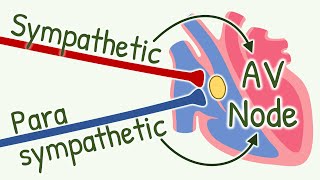 MIND BLOWING Effects of Parasympathetic and Sympathetic Activation on Impulse Conduction in AV Node [upl. by Parker353]