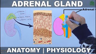 Adrenal Gland  Anatomy and Physiology [upl. by Rahal]